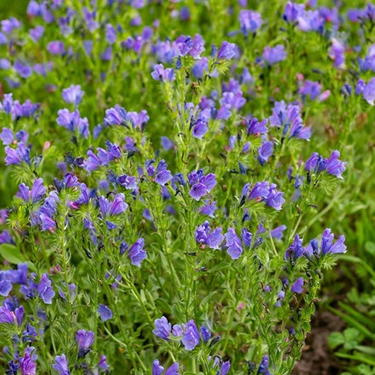 Wegerich-Natternkopf - Blue Bedder