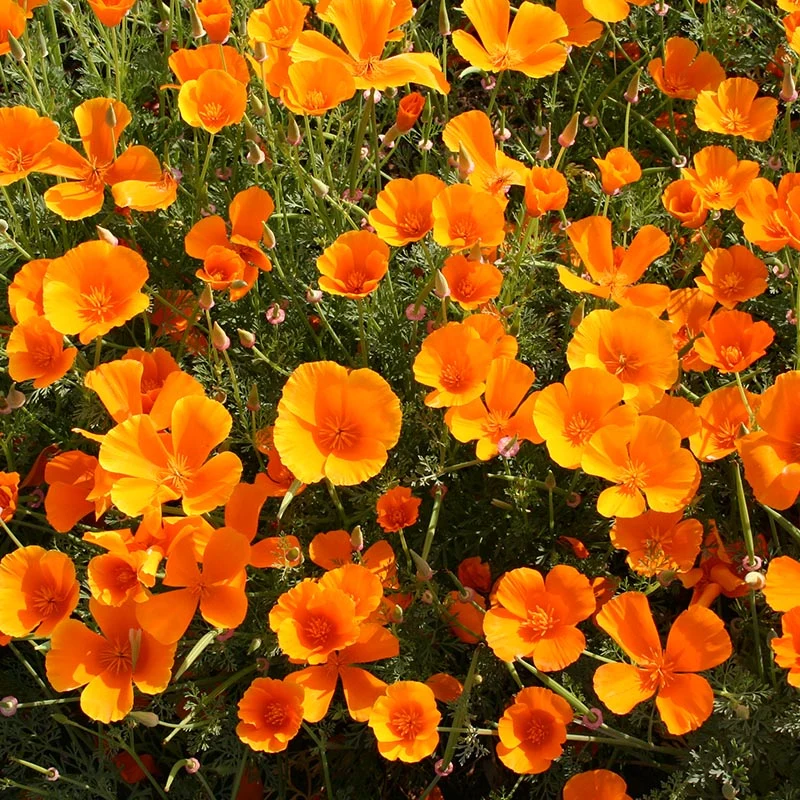 Kalifornischer Mohn