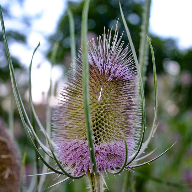 Wilde Karde - Violett