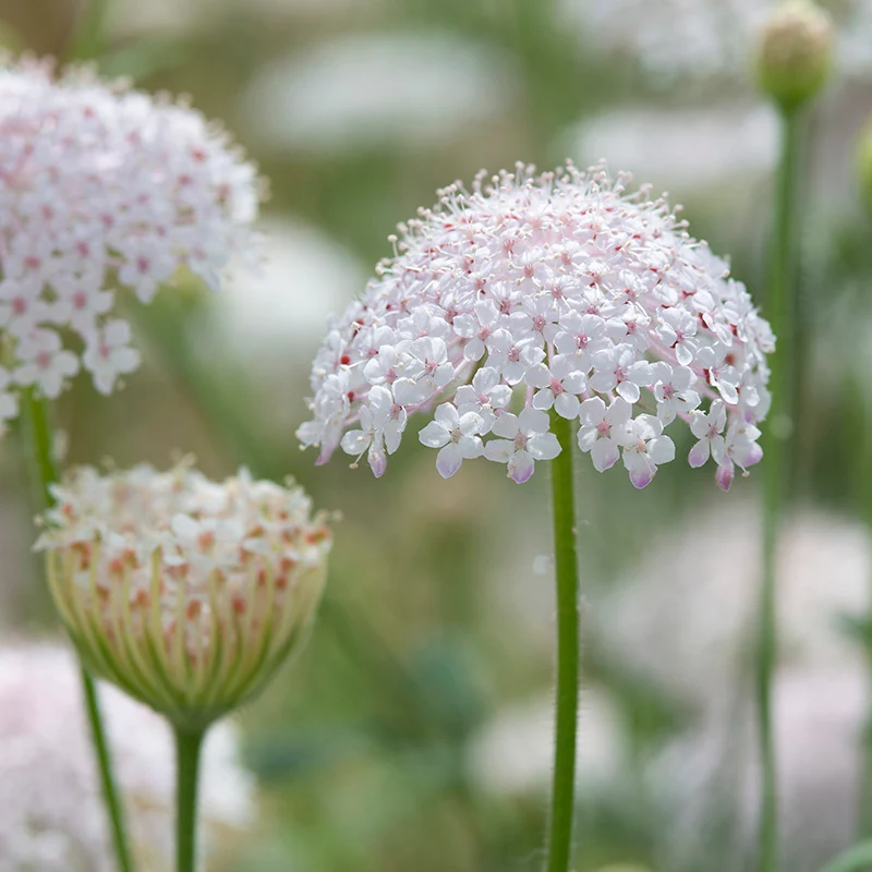 Spitzenblume - Lacy Pink