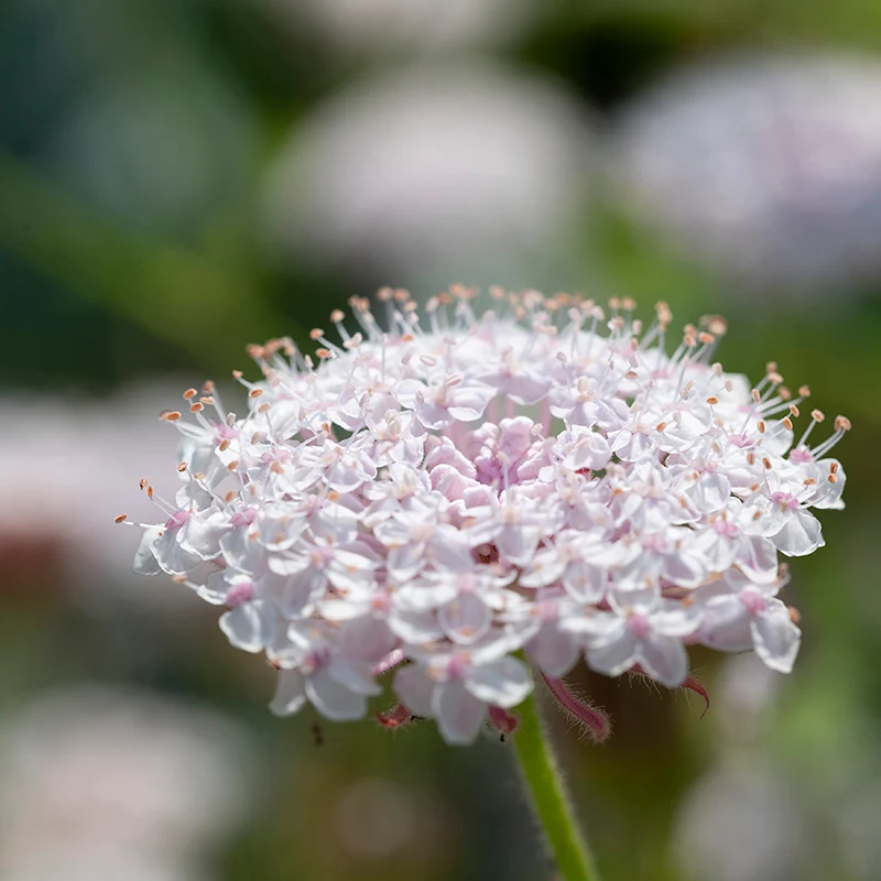 Spitzenblume - Lacy Pink