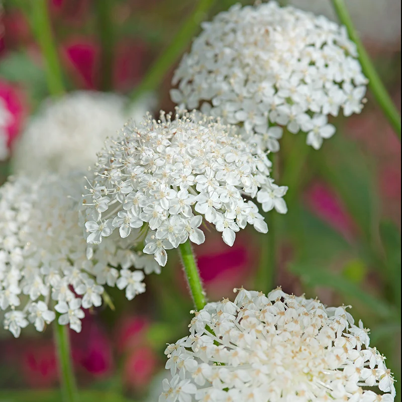 Spitzenblume - Lacy White