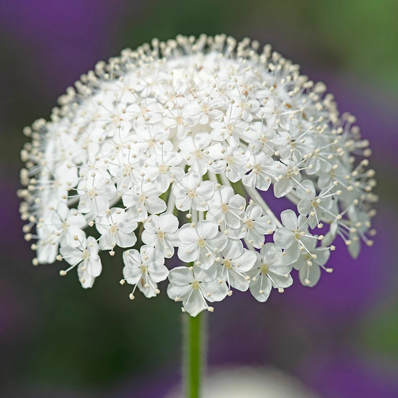 Spitzenblume - Lacy White