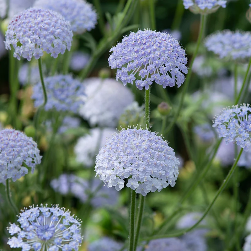 Spitzenblume - Lacy Blue