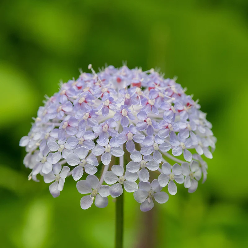 Spitzenblume - Lacy Blue