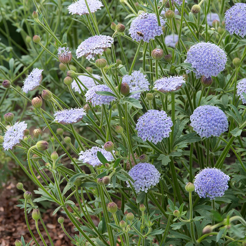 Spitzenblume - Lacy Blue