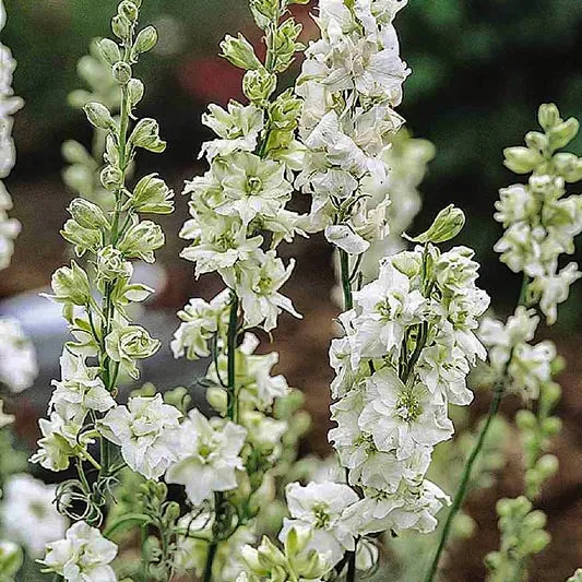 Rittersporn - QIS White
