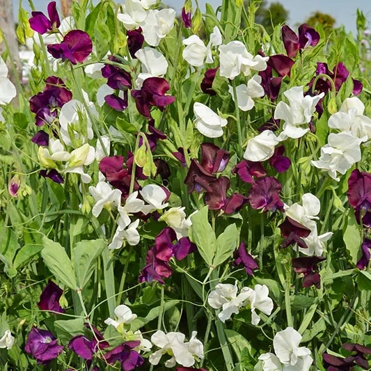 Duftwicke - Grandiflora Night & Day