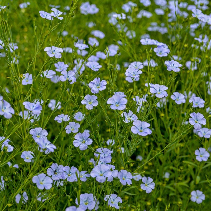 Flachs - blau-violett