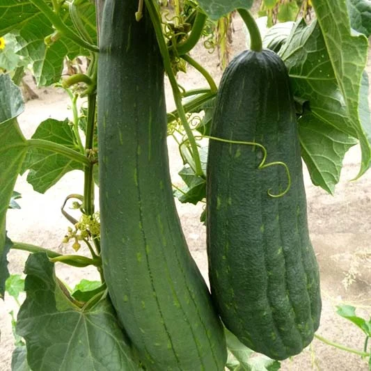 Schwammgurke - Luffa cylindrica