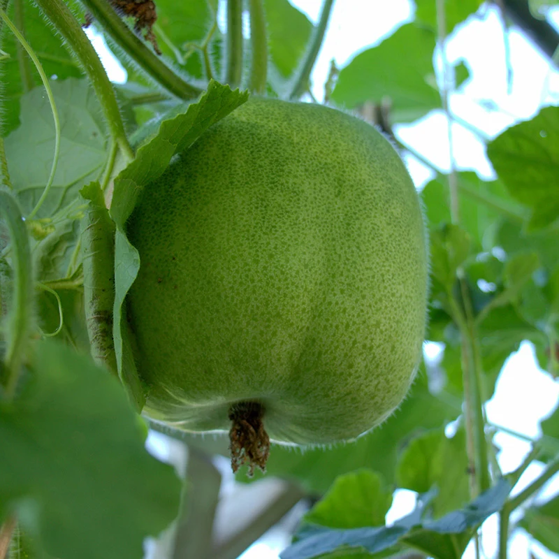 Wachskürbis Benincasa hispida