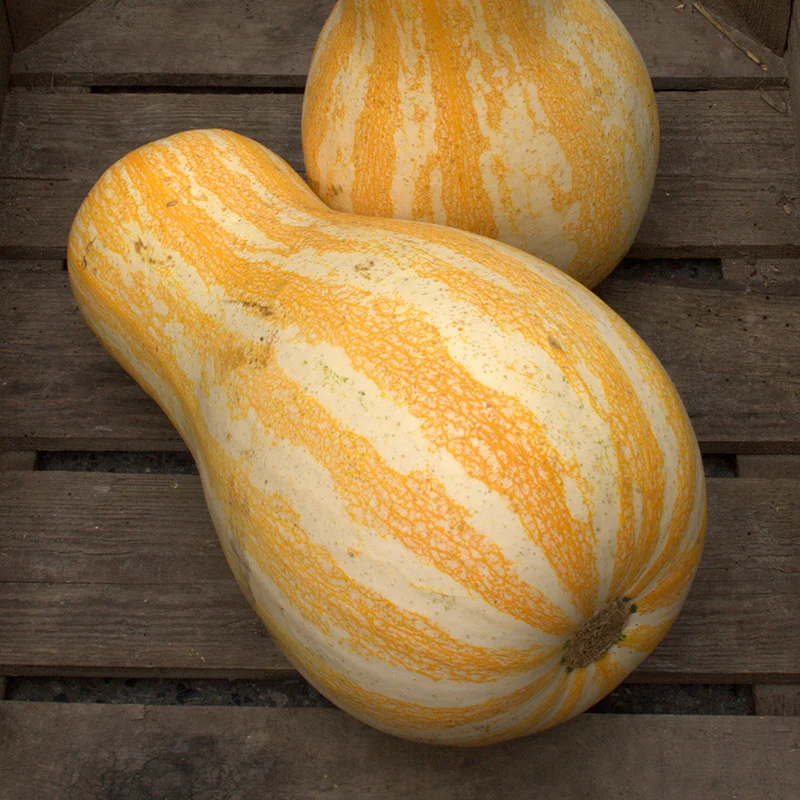 Kürbis - Cushaw Orange Stripe