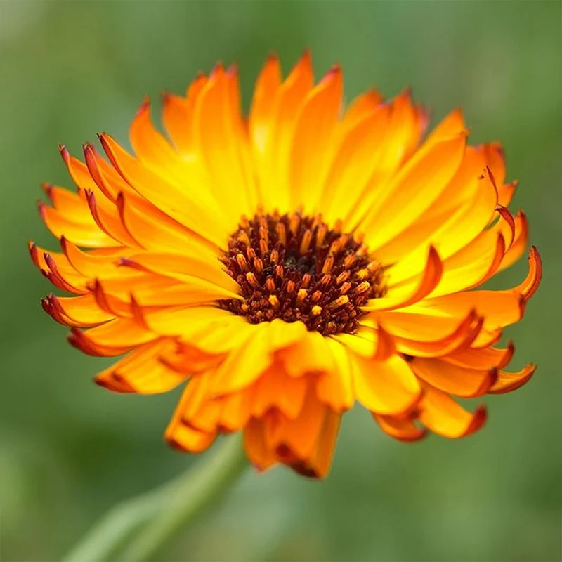 Ringelblume - Indian Prince