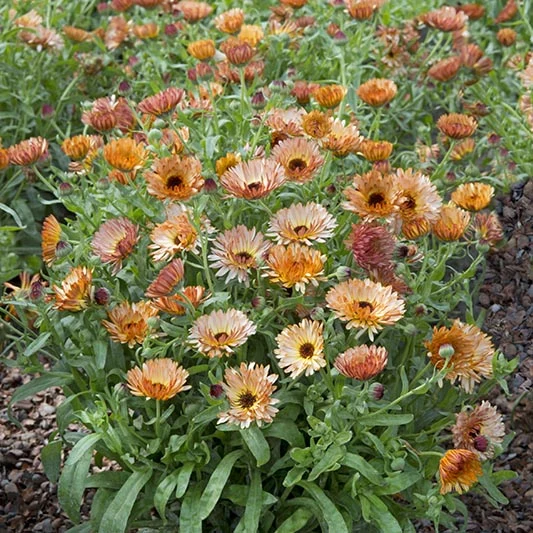 Ringelblume - Orange Flash