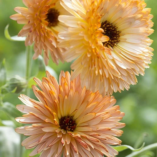 Ringelblume - Orange Flash