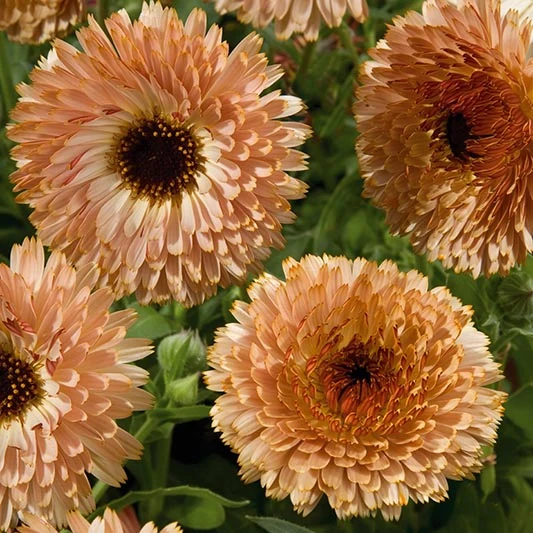 Ringelblume - Touch of Red Buff