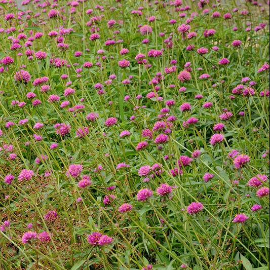 Kugelamaranth - Fireworks