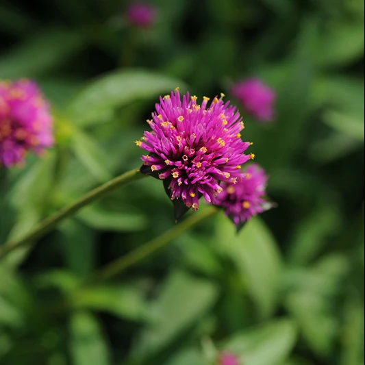 Kugelamaranth - Fireworks