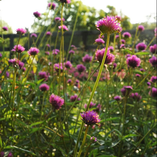 Kugelamaranth - Fireworks