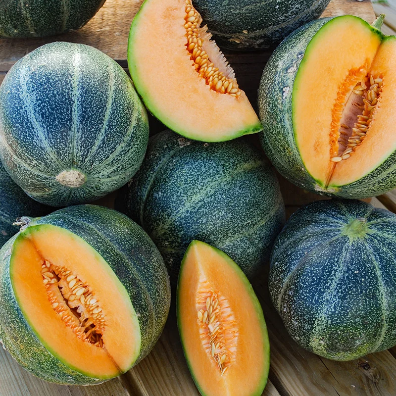 Melone - Petit gris de Rennes