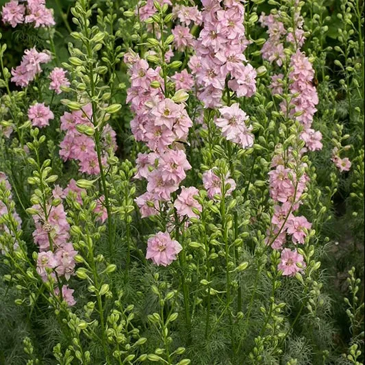 Rittersporn - QIS Light Pink