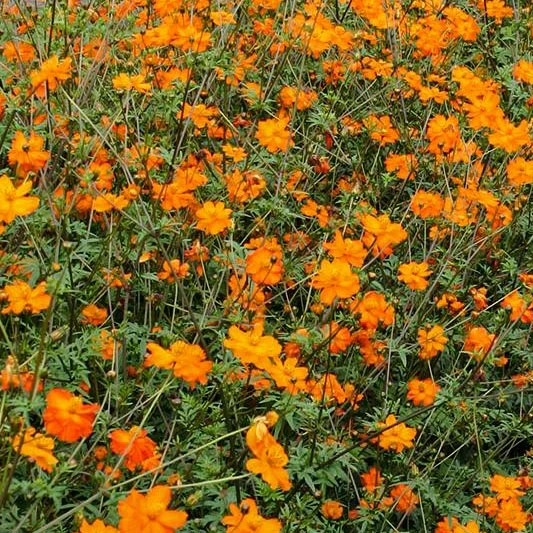 Schmuckkörbchen - Sunset Orange