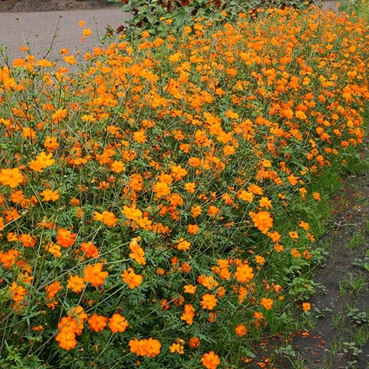 Schmuckkörbchen - Sunset Orange