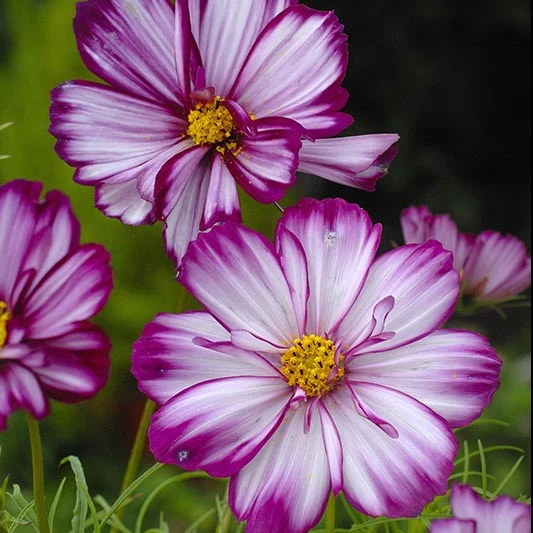 Schmuckkörbchen - Rose Picotee