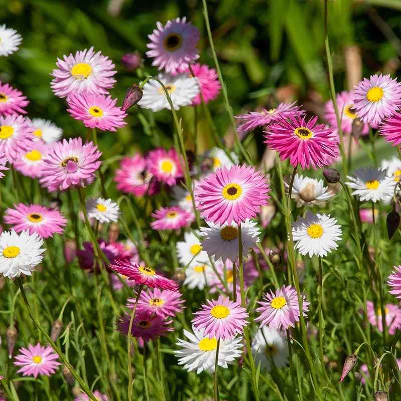 Sonnenstrohblume - Mixture