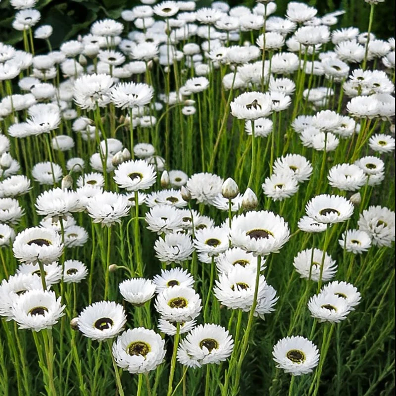 Sonnenstrohblume - Pierrot White