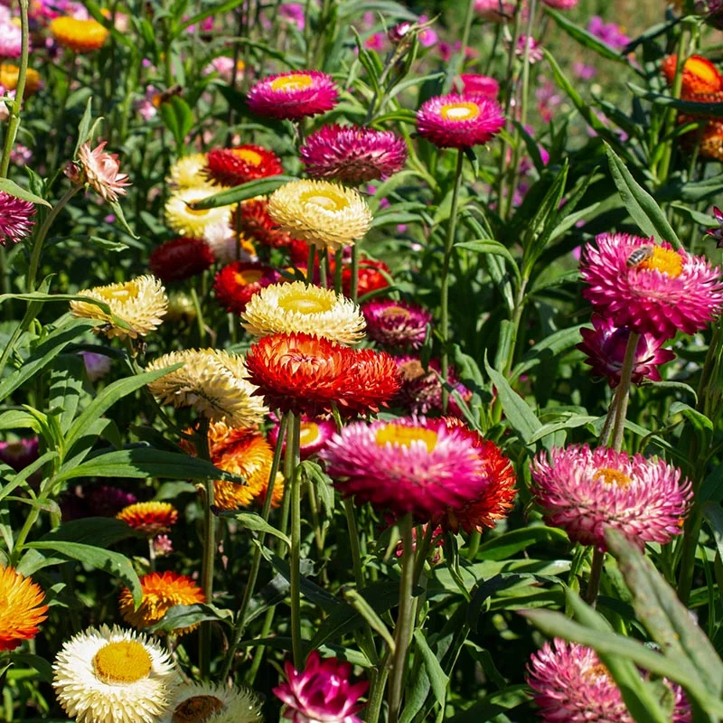 Strohblume - Monstrosum Double Mix