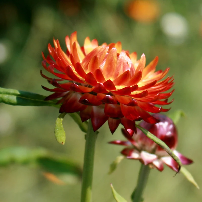 Strohblume - Monstrosum Double Mix