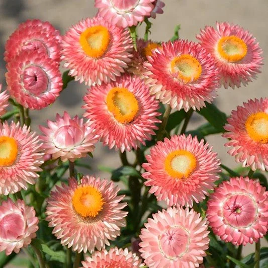 Strohblume - Salmon Shades
