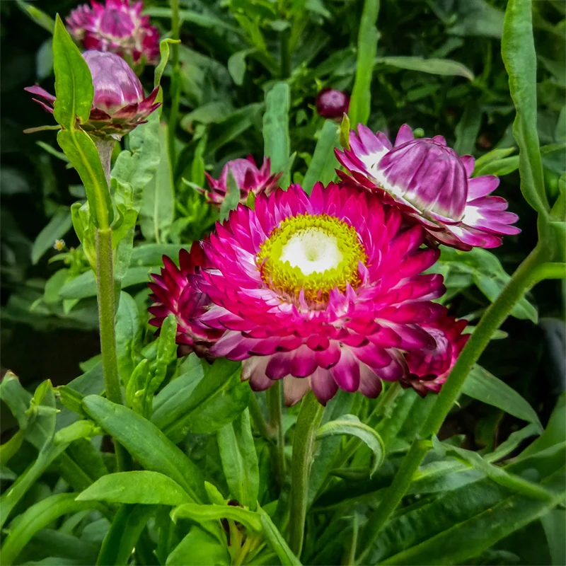 Strohblume - Purple-Red