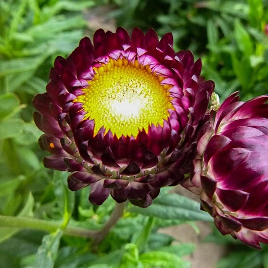 Strohblume - Crimson Violet