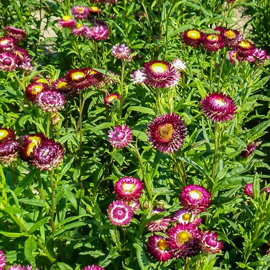 Strohblume - Crimson Violet