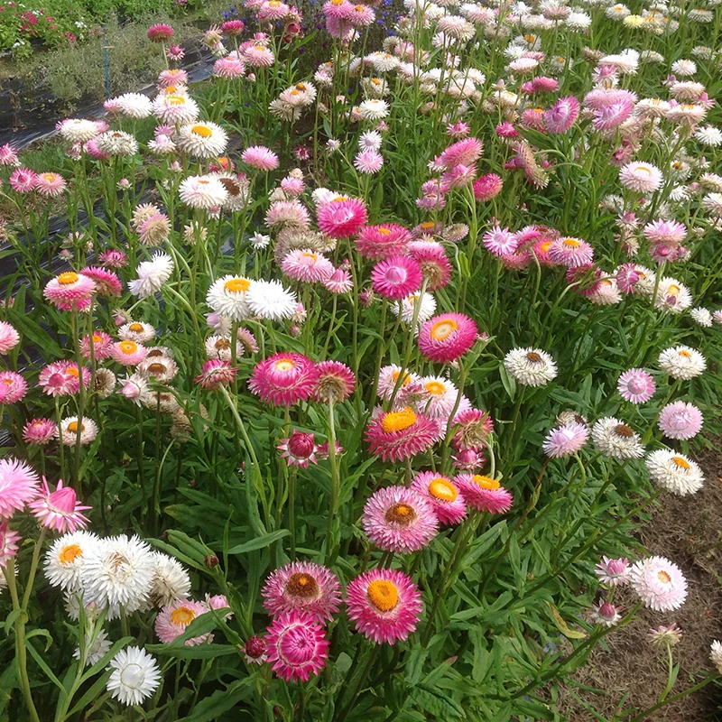 Strohblume - Pretty Pink