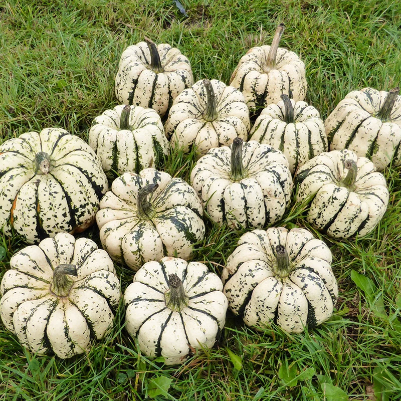 Delicata - Sweet Dumpling