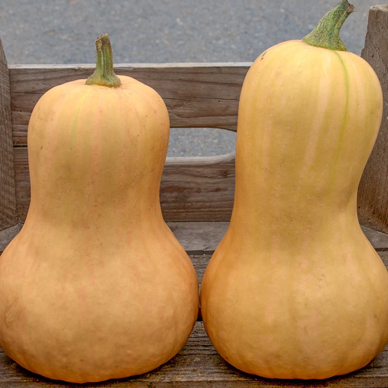 Butternut - Waltham Butternut