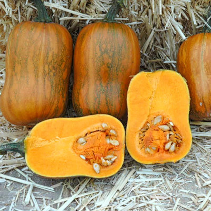 Butternut - Honeynut