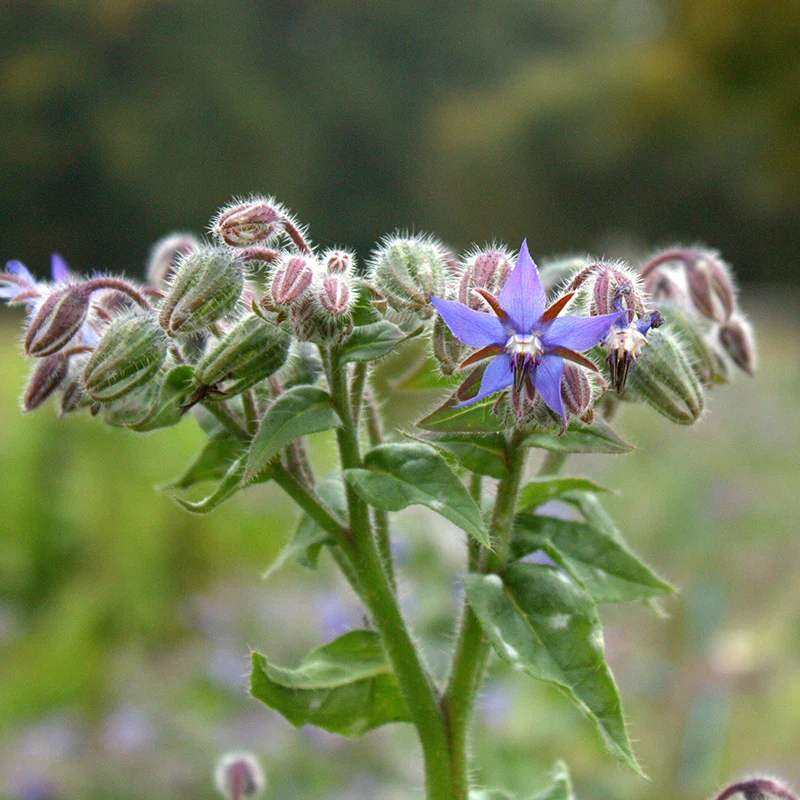 Borretsch blau