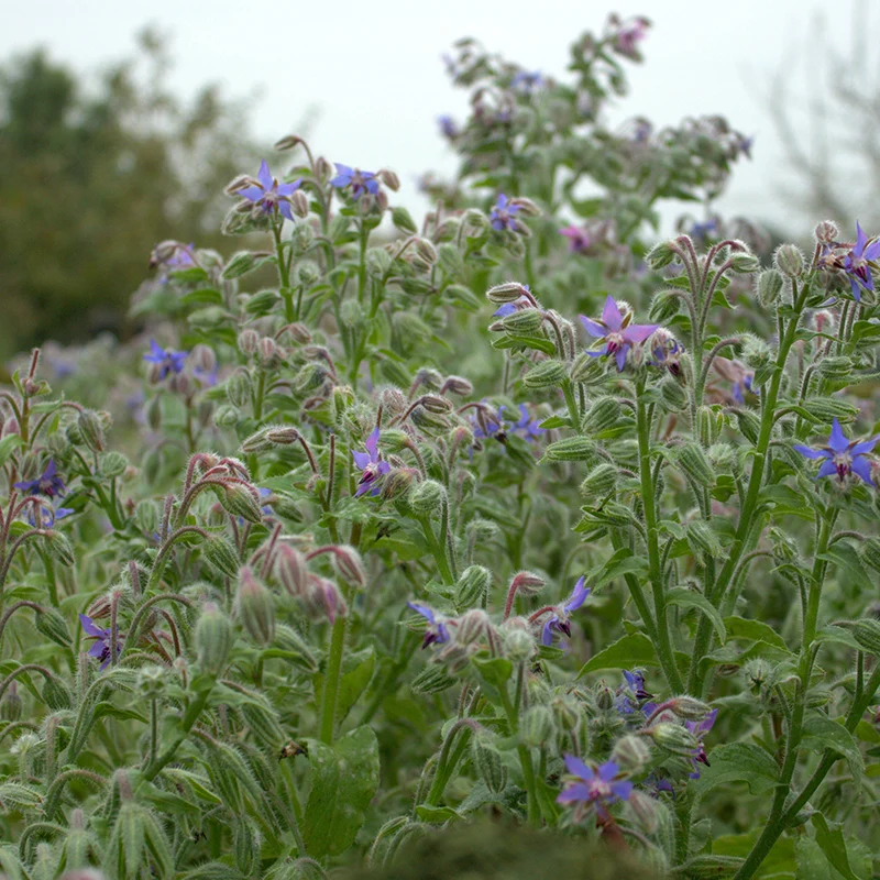 Borretsch blau