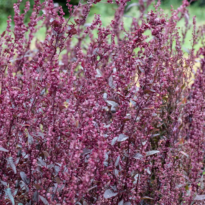 Rote Garten Melde