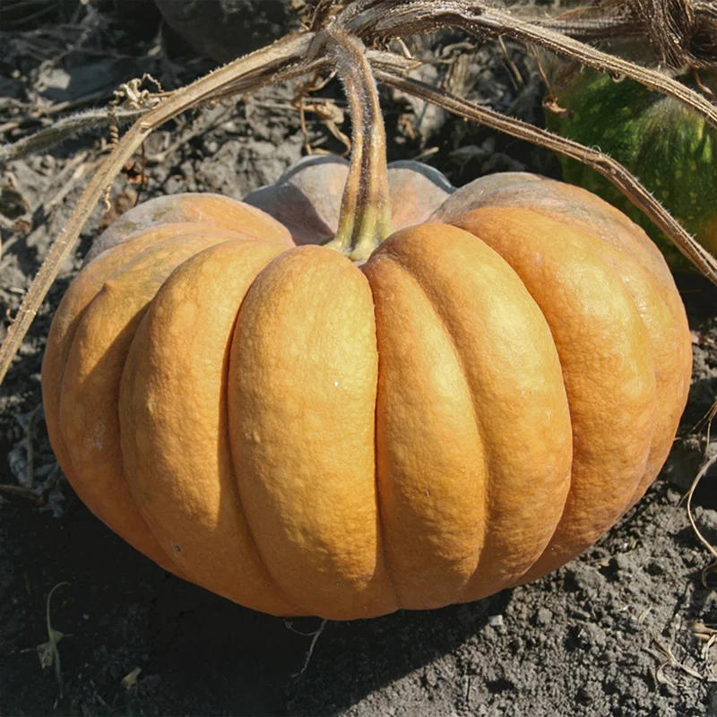 Muskatkürbis - Banat
