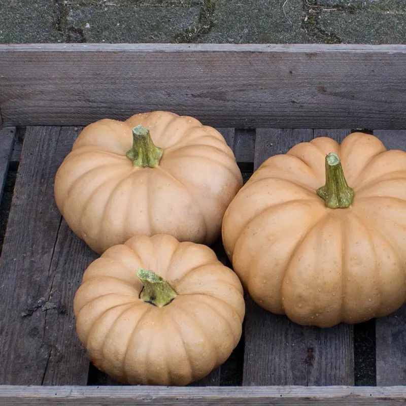 Muskatkürbis - Autumn Crown