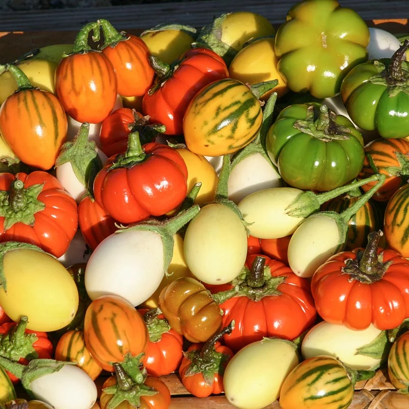 Zieraubergine mix