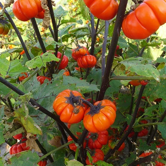 Zieraubergine - Pumpkin on a stick