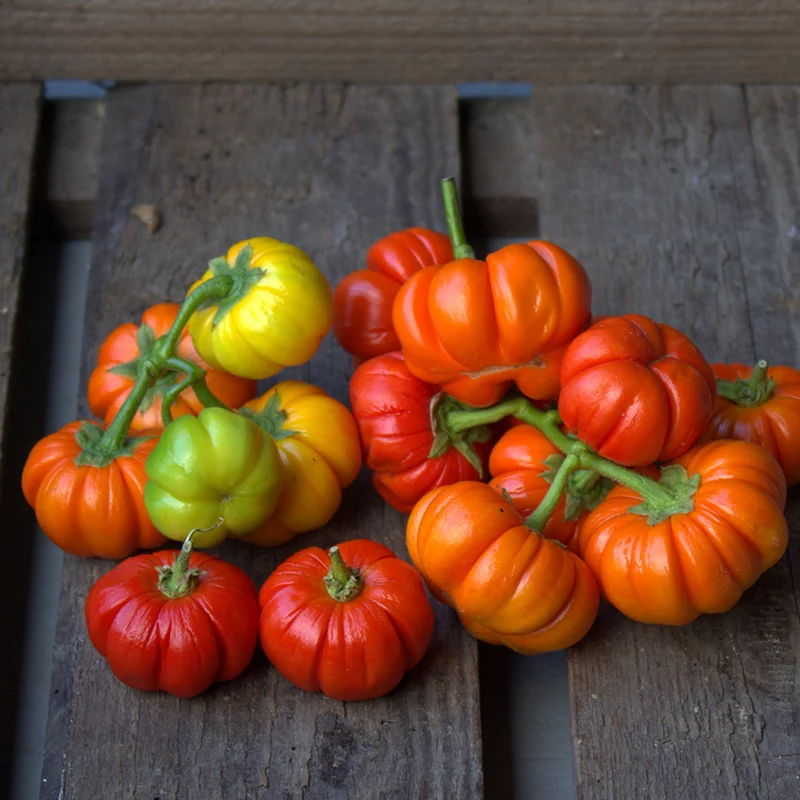 Zieraubergine - Pumpkin on a stick