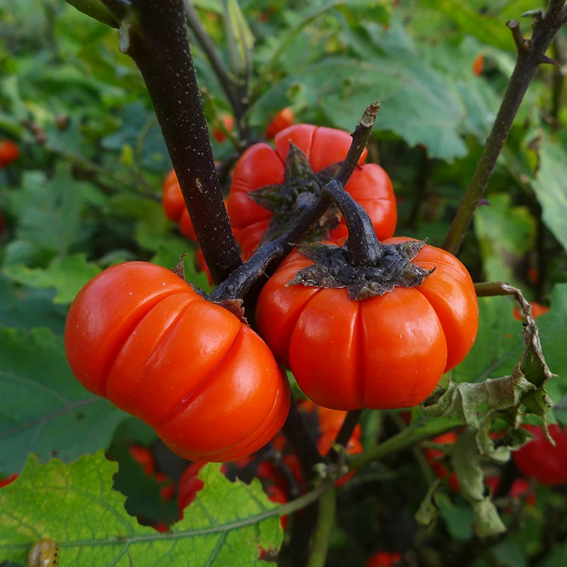 Zieraubergine - Pumpkin on a stick