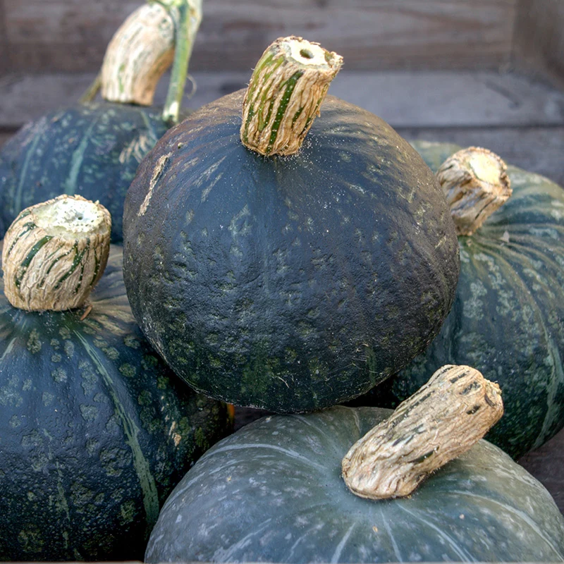 Kabocha - Sweet Mama F1